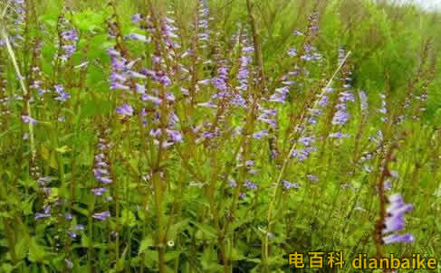 半枝蓮的功效與作用？半枝蓮圖片和價格及半枝蓮的副作用和禁忌