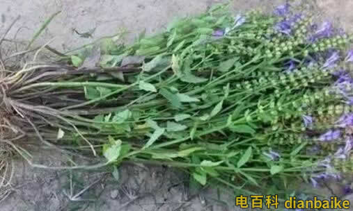 半枝蓮是什么？半枝蓮圖片和價格及半枝蓮的功效與作用和禁忌