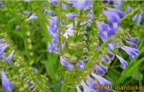 半枝蓮圖片及功效