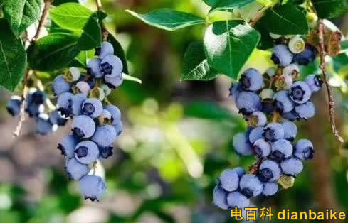 花青素能去斑嗎？花青素的功效與作用和禁忌及花青素藍莓