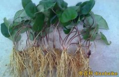 細辛是什么？細辛圖片和細辛的副作用及細辛的功效與作用禁