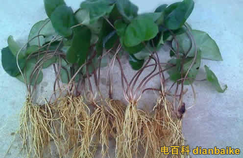 細辛是什么？細辛圖片和細辛的副作用及細辛的功效與作用禁忌